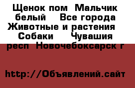 Щенок пом. Мальчик белый  - Все города Животные и растения » Собаки   . Чувашия респ.,Новочебоксарск г.